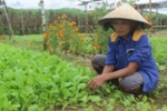 Nông dân Quảng Nam khấm khá nhờ rau hữu cơ