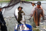 'Xuất khẩu' kỹ thuật nuôi cá tra sang Cuba