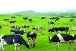 200 triệu đồng trong tay có nên về quê nuôi bò sữa?